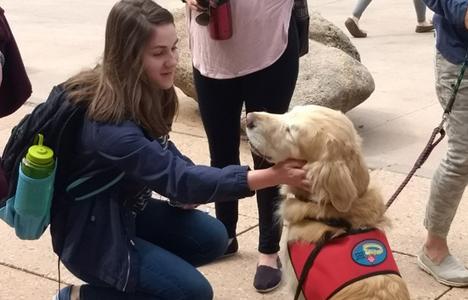 Therapy Dog